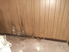 This basement had a severe mold issue to the point of eating through the paneling.